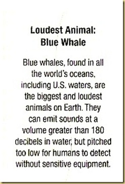 3 Whale