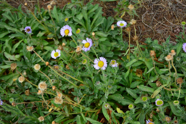 Erigeron glaucus