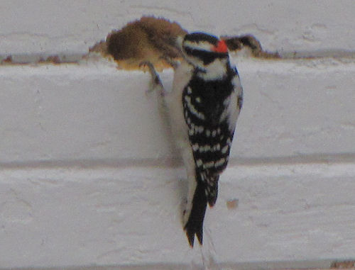 woodpecker on side of building