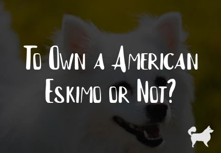 To Own a American Eskimo or Not?