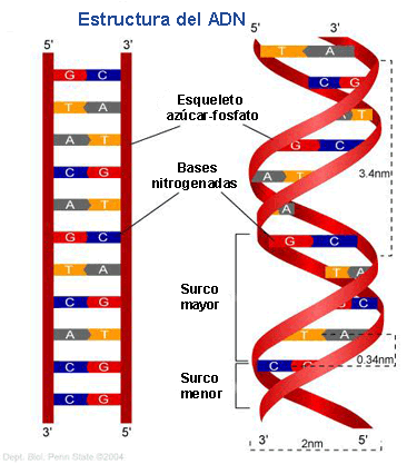 Estructura del ADN