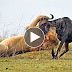 Lion Attack Wildebeest Until Die