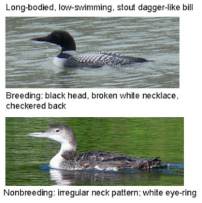 common loon facts. 2011 Common Loon wing flap