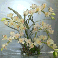 Cymbidium In Low Bowl