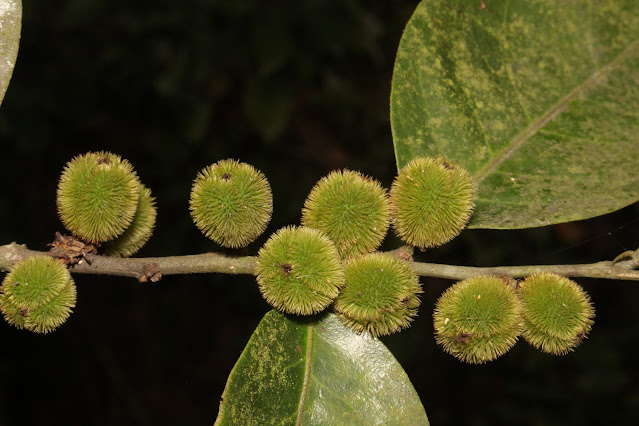 Chaetocarpus castanicarpus