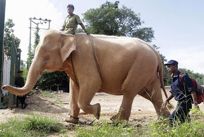 Rare Albino Elephant | White Elephant Picture Seen On  www.coolpicturegallery.us