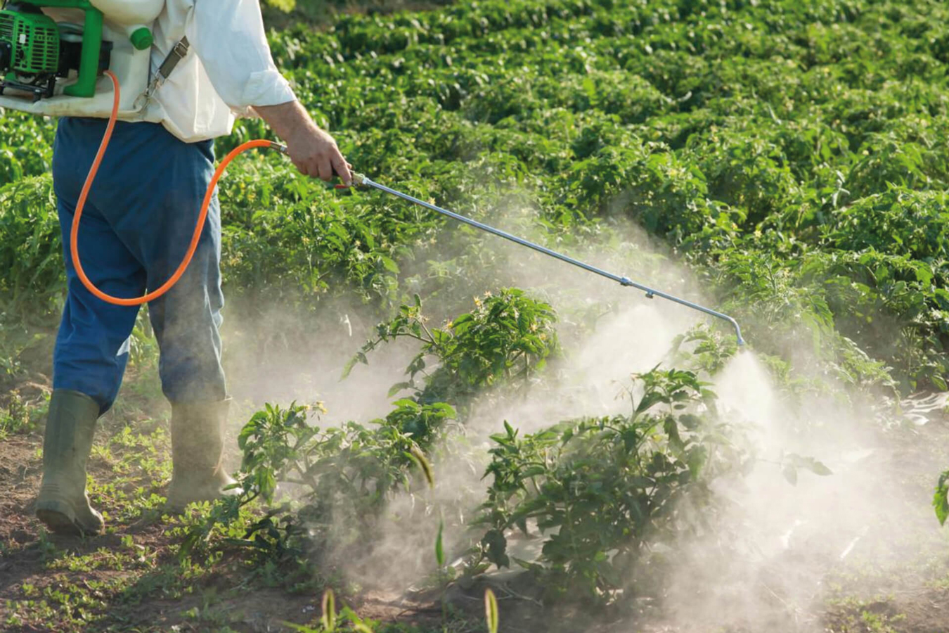 aliments n’ont pratiquement pas de pesticides