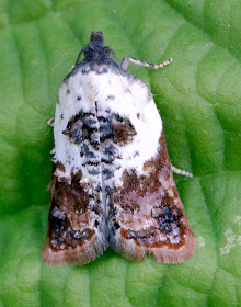 Unidentified moth imitating a bird dropping.  Ladybird walk in Scadbury Park, 20 July 2011.