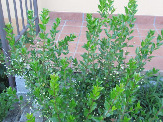 Nuova Vegetazione Myrtus communis