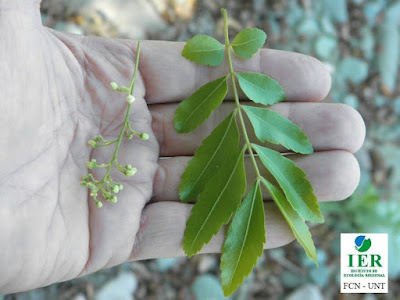 Quebrachillo (Diatenopteryx sorbifolia) hojas