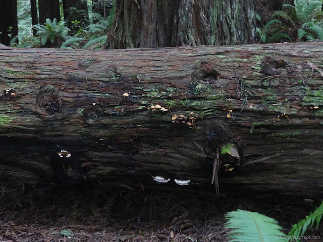 65: log with mushrooms