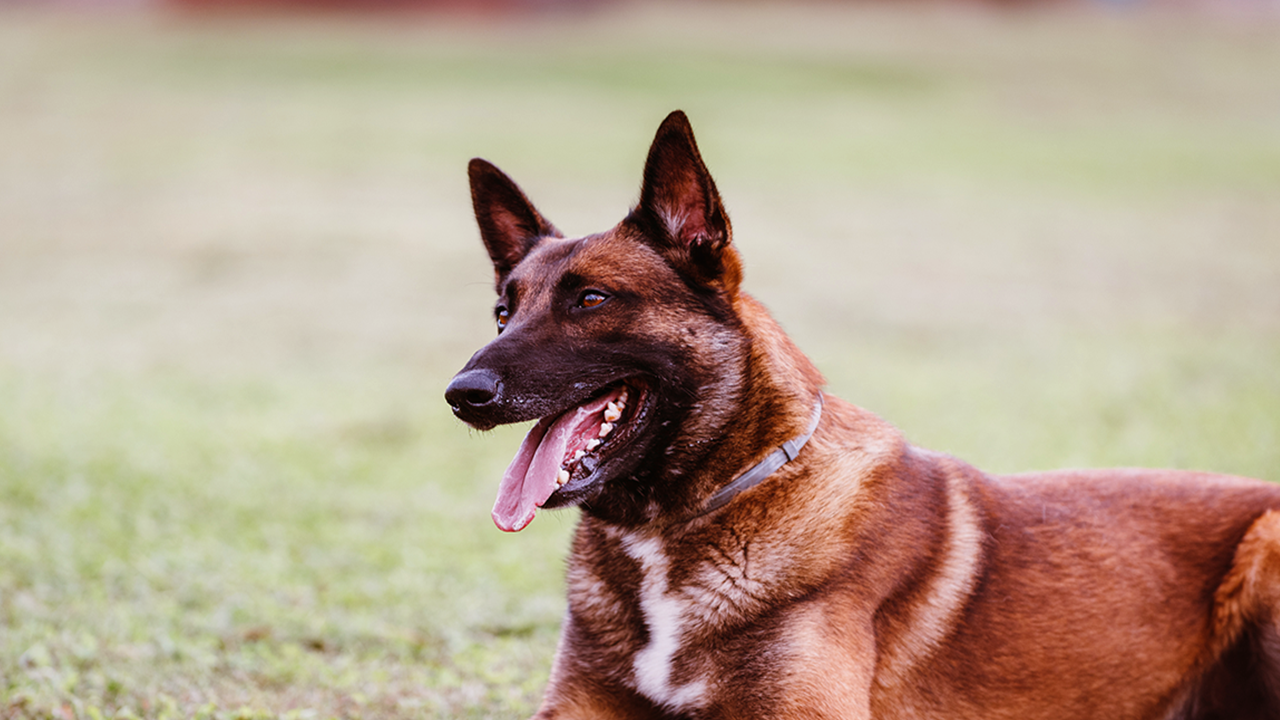 berger malinois