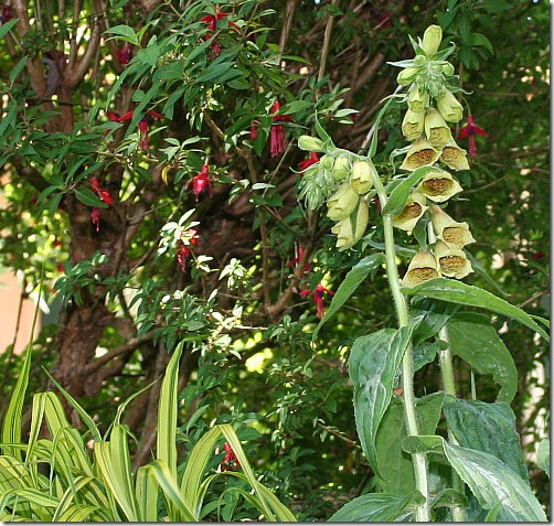 garden-foxglove-yellow-close-june08