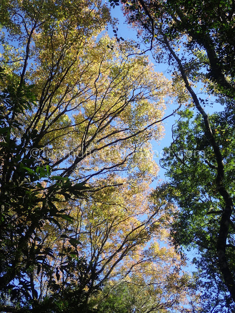 Taiwan Aowanda (奧萬大) maple season - Formosan sweet gum