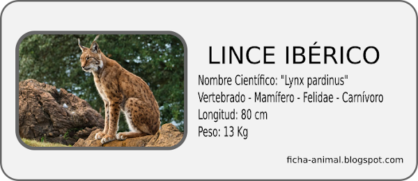 Ficha características del LINCE IBÉRICO