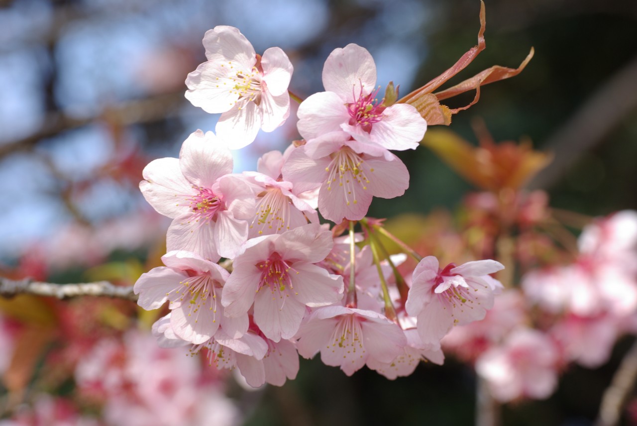 pink weeping cherry tree