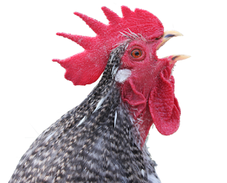 Cuckoo Cochin Rooster/Cockerel organically raised