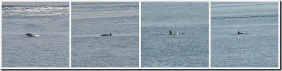 beach14-dolphins
