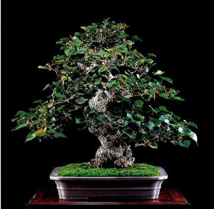 Trend Masa Kini + Jenis Pohon Waru Untuk Bonsai