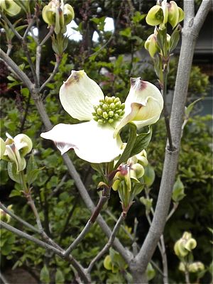 Ted S Coffeehouse 2 ハナミズキ 白 Flowering Dogwood White