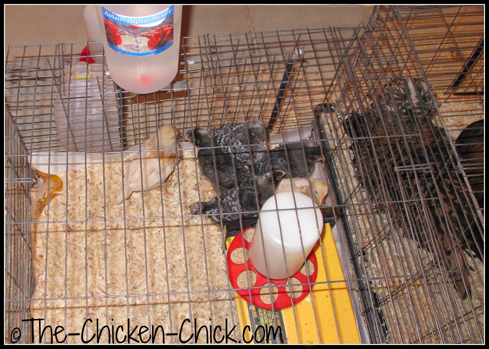 The Chicken Chick®: DIY Chicken Feeder for Brooder, Infirmary or 