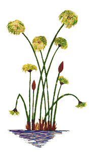 A Beleza dos Papyrus