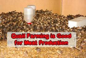 Quail farming is good for meat production