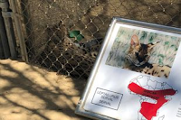 A serval next to his sign