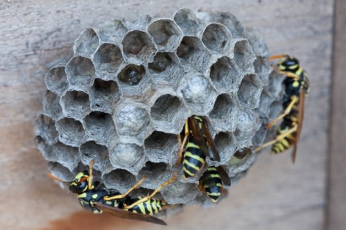 paper wasps