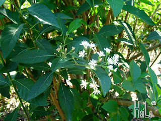 The forgotten health benefits of bitter leaf ( vernonia amygdalina )