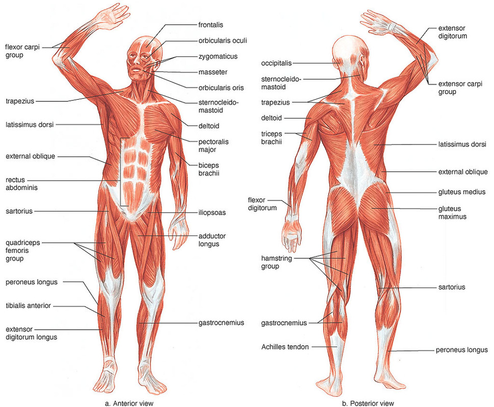 Yoga to your core: Muscular system - I
