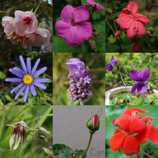 Blue and pink August flowers