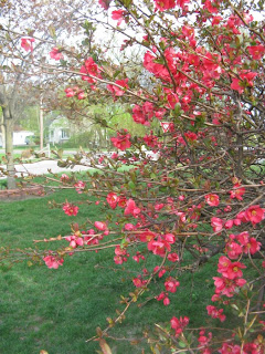 Quince Bush