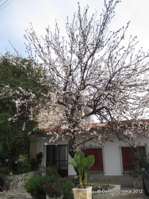 Almond Tree