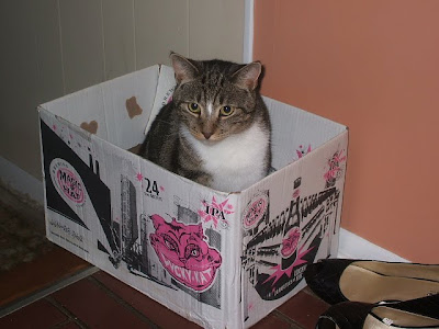 mr. king custard in the cheshire cat beer box by the high heels in the 