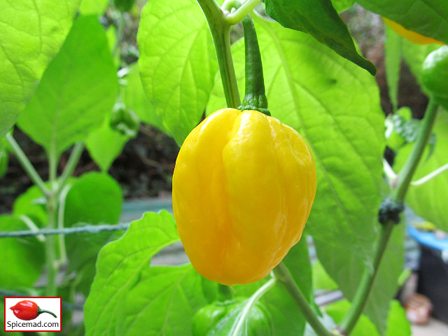 Papa Joe's Scotch Bonnet - 28th August 2022