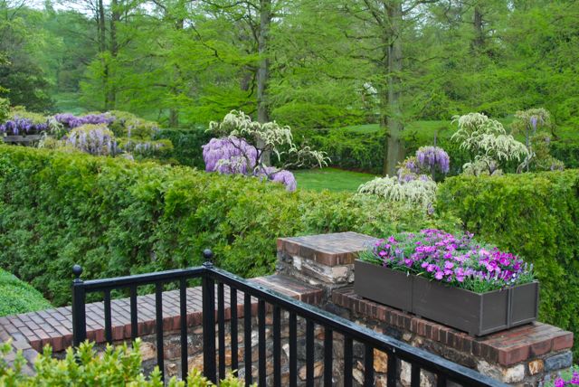 Looking down into the Wisteria Garden from the main path. You can also view from here the two large Bald Cypress trees (Taxodium distichum) in this room. 