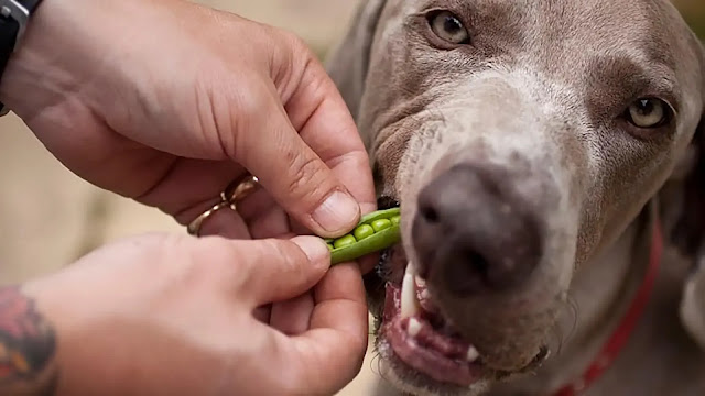 Dog Eat Peas