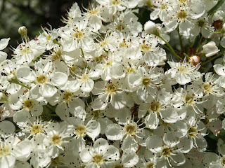 Espino albar (Crataegus monogyna)