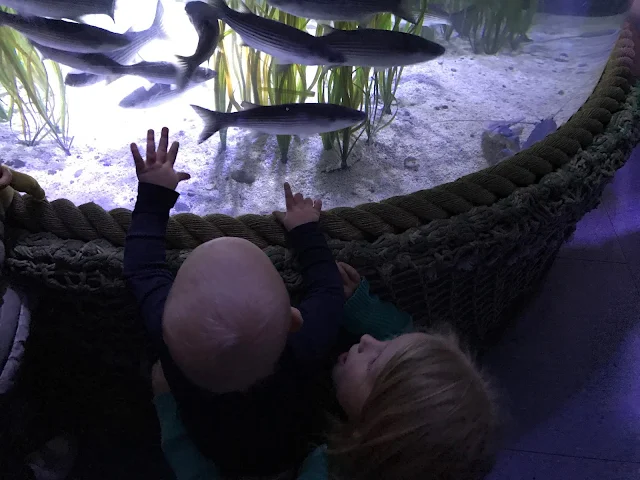 A fish tank with fish visible and a young child reaching up and pointing at them