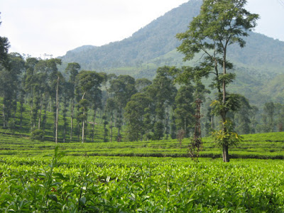 wisata pekalongan - kebun teh pagilaran