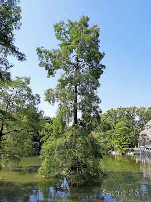 Ciprés del Pantano - Parque del Retiro