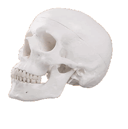 A complete Human Skull
