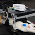 Robot con Cerebro de Rata
