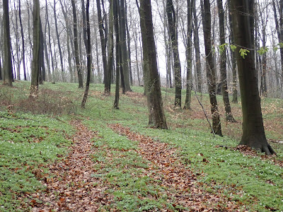 grzyby 2019, grzyby w kwietniu, grzyby wiosenne, smardzówka czeska,naparstniczka czeska, smardz stożkowaty, gdzie szukać smardzów