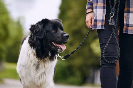 Dog walking is not just a simple activity; it is an opportunity for both you and your furry friend to enjoy the outdoors, get some exercise, and bond.