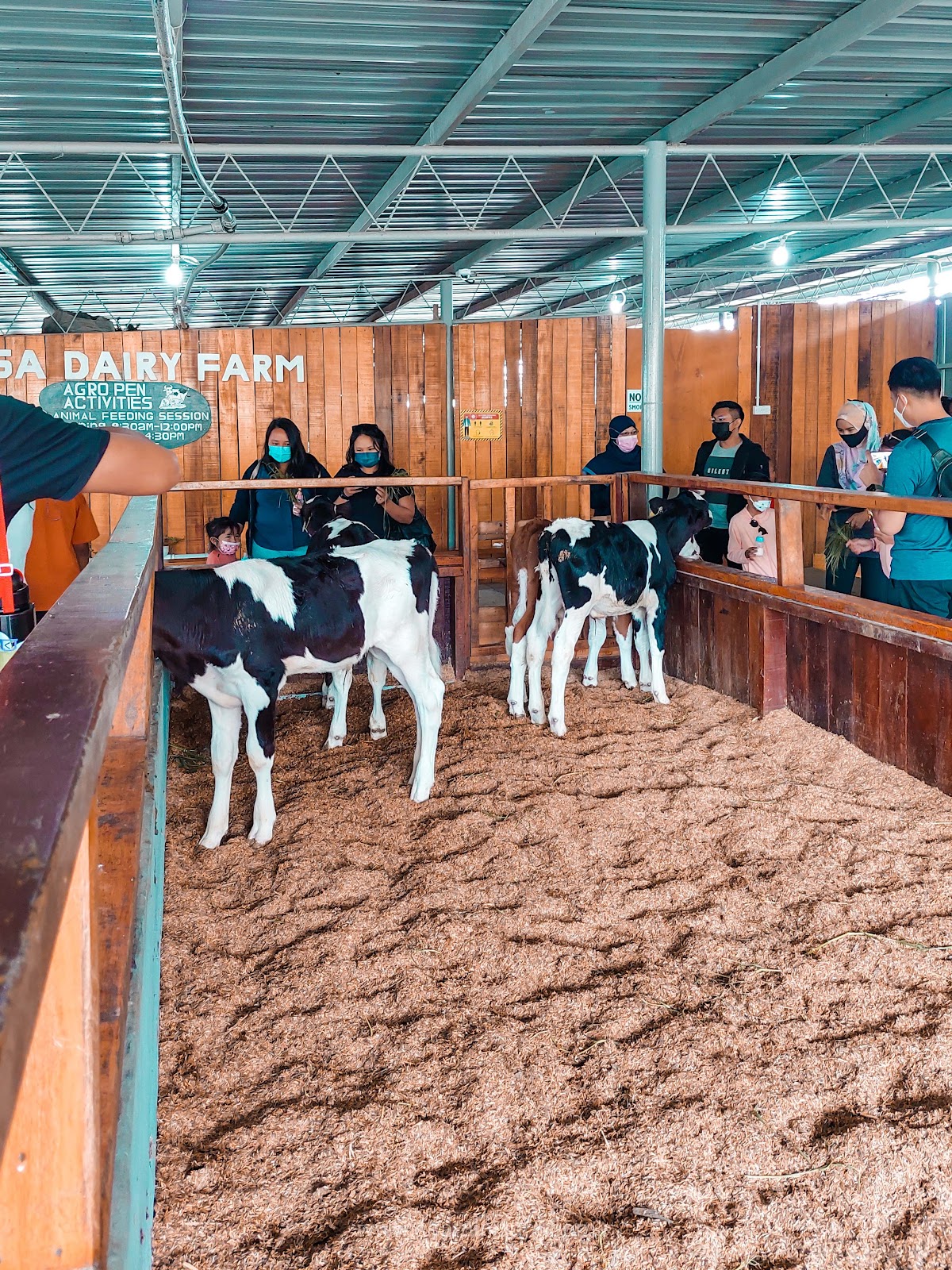 Bergurau Senda Dengan Lembu Dan Kambing Di Desa Dairy Farm, Kundasang