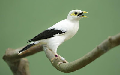 Mengenal burung jalan putih. Cara merawatnya, pakan dan harga jual terbaru yang harus anda ketahui.