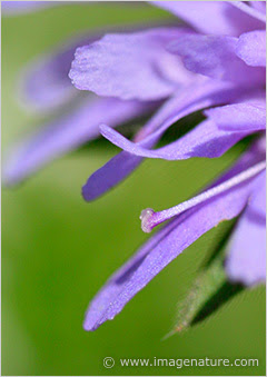 flower detail