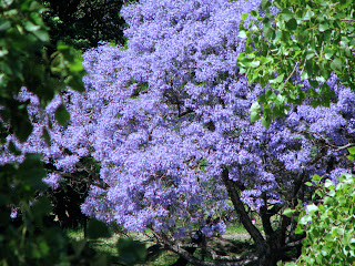 jacaranda